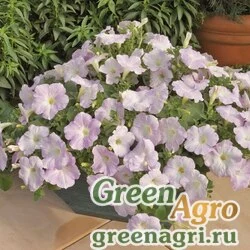 Семена Петуния ампельная гибридная (Petunia x hybrida) "Ramblin F1" (lilac glo) pelleted 1000 шт.