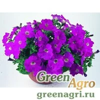 Семена Петуния ампельная гибридная (Petunia x hybrida) "Nuvolari F1" (fuchsia) raw 1000 шт.
