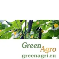 Семена Спино F1 0,5 тыс. семян, Syngenta