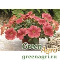 Семена Петуния ампельная гибридная (Petunia x hybrida) "Ramblin F1" (salmon capri) pelleted 1000 шт.