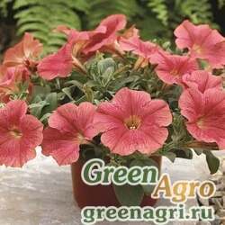 Семена Петуния ампельная гибридная (Petunia x hybrida) "Ramblin F1" (salmon capri) pelleted 1000 шт.