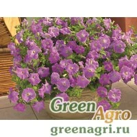Семена Петуния ампельная гибридная (Petunia x hybrida) "Picobella Cascade F1" (lavender) pelleted 1000 шт.