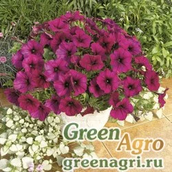 Семена Петуния ампельная гибридная (Petunia x hybrida) "Ramblin F1" (burgundy chrome) pelleted 1000 шт.