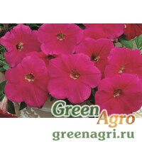 Семена Петуния ампельная гибридная (Petunia x hybrida) "Ramblin F1" (violet) pelleted 1000 шт. Семена Петуния ампельная гибридная (Petunia x hybrida) "Ramblin F1" (violet) pelleted 1000 шт.