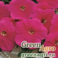 Семена Петуния ампельная гибридная (Petunia x hybrida) "Ramblin F1" (violet) pelleted 1000 шт.