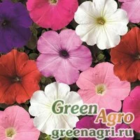 Семена Петуния ампельная гибридная (Petunia x hybrida) "Plush F1" (formula mix) pelleted 1000 шт.