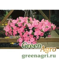 Семена Петуния ампельная гибридная (Petunia x hybrida) "Plush F1" (salmon) pelleted 1000 шт.