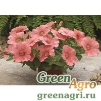 Семена Петуния ампельная гибридная (Petunia x hybrida) "Ramblin F1" (peach glo) pelleted 1000 шт.