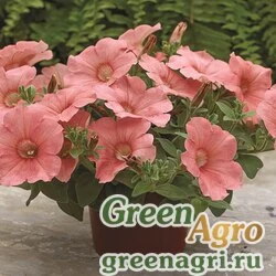 Семена Петуния ампельная гибридная (Petunia x hybrida) "Ramblin F1" (peach glo) pelleted 1000 шт.