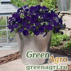 Семена Петуния ампельная гибридная Petunia х hybrida Success F1 Blue Pelleted 500