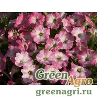 Семена Петуния ампельная гибридная (Petunia x hybrida) "Nuvolari F1" (dusty morn) raw 1000 шт.