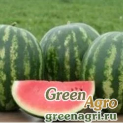 Семена Арбуз Ница (банка-500гр) (инкруст,сем) , Агрофирма Поиск-Профи