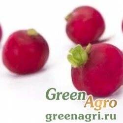 Семена ARLEY RZ F1 (39-103)