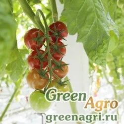 Семена AMOROSO RZ F1 (72-116)