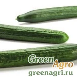 Семена TRAVATORE RZ F1 (24-228)