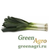 Семена MATEJKO RZ F1 (38-300)