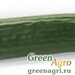 Семена PROLOOG RZ F1 (24-148)