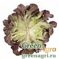 Семена SATURDAÏ RZ (83-02)