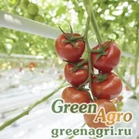 Семена ROTERNO RZ F1 (72-230)