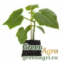 Семена AFFYNE RZ F1 (64-50)