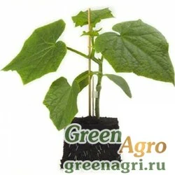 Семена AFFYNE RZ F1 (64-50)