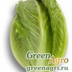 Семена CRUNCHITA RZ (41-101)