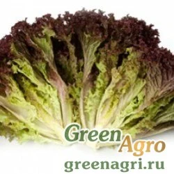 Семена CARMESI RZ (85-49)