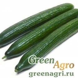 Семена AVIANCE RZ F1 (24-69)