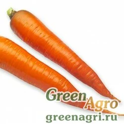 Семена KAROTAN RZ