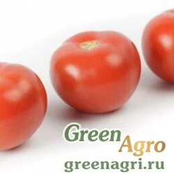 Семена ALAMINA RZ F1 (73-672)