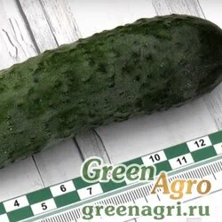 Семена Огурец Муссон F1 1000 шт.