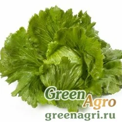 Семена ARGENTINAS RZ (45-25)