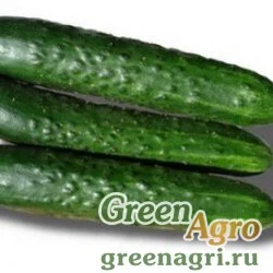 Семена GERAKL RZ F1 (24-905)