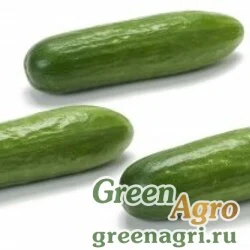 Семена LARINO RZ F1 (22-403)