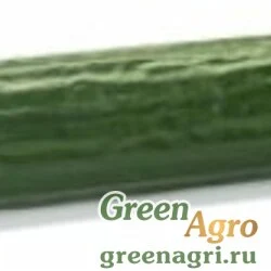 Семена DEMARRAGE RZ F1 (24-162)