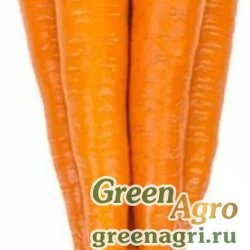 Семена WARMIA RZ F1 (55-602)