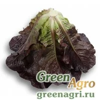 Семена THURINUS RZ (41-108)