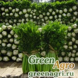 Семена Танго Сельдерей черешковый