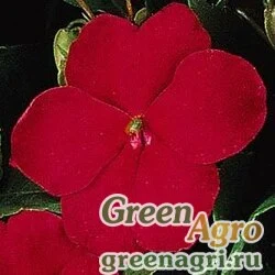 Семена Бальзамин Уоллера (Impatiens walleriana) "Super elfin – standard f1" (ruby) Raw 500 шт.