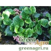 Семена Бадан толстолистный (Вergenia crassifolia) 3 гр.