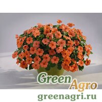 Семена Бальзамин Уоллера (Impatiens walleriana) "Lollipop F1" (peach salmon) raw 1000 шт. Семена Бальзамин Уоллера (Impatiens walleriana) "Lollipop F1" (peach salmon) raw 1000 шт.