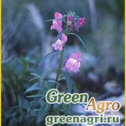 Семена Антирринум Барелье (Antirrhinum barrelieri) 10 гр.