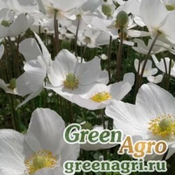 Семена Анемона прибрежная (Anemone riparia) 1,5 гр.