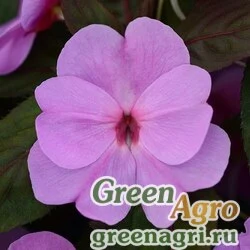Семена Бальзамин новогвинейский (Impatiens New Guinea) "Divine F1" (lavender) raw 100 шт.