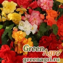 Семена Бегония ампельная Шансон Смесь 1000драже