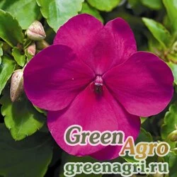 Семена Бальзамин Уоллера (Impatiens walleriana) "Accent  Premium F1" (violet) raw 1000 шт.