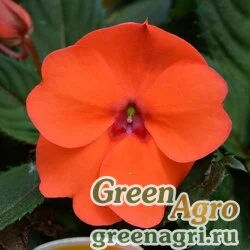 Семена Бальзамин новогвинейский (Impatiens New Guinea) "Divine F1" (orange) raw 100 шт.