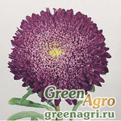 Семена Астра Бенари Принцесс Блю 1000шт
