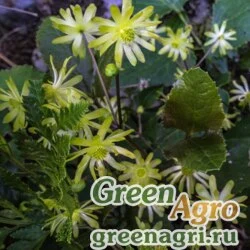 Семена Анемона пузырчатая (Anemone vesicatoria) 500 шт.