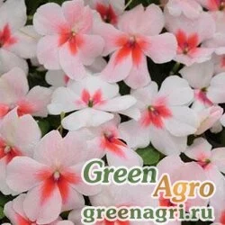 Семена Бальзамин Уоллера (Impatiens walleriana) "Super Elfin – XP F1" (cherry splash) raw 1000 шт.